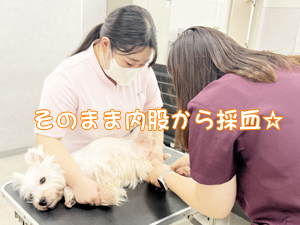 血液検査と健康チェック！